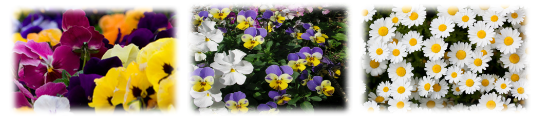 花の輪の花3種類.png
