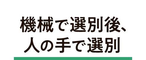 機械で選別後、人の手で選別