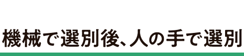 機械で選別後、人の手で選別