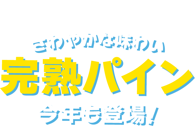 さわやかな味わい完熟パイン今年も登場！