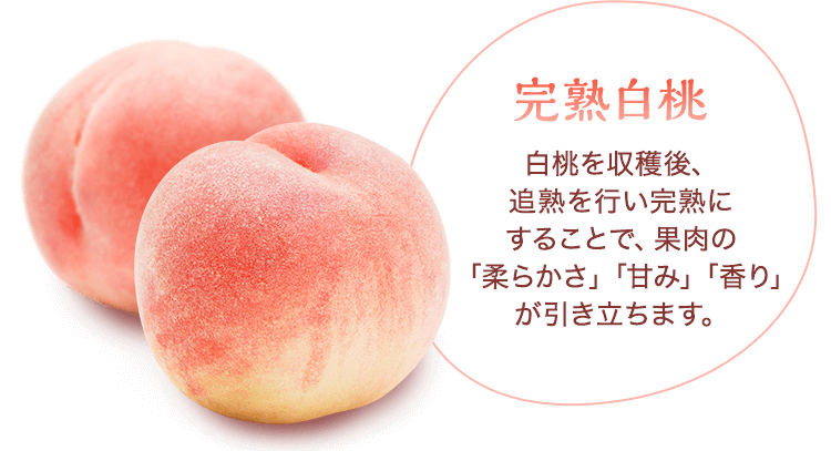 完熟白桃　白桃を収穫後、追熟を行い完熟にすることで、果肉の「柔らかさ」「甘み」「香り」が引き立ちます。