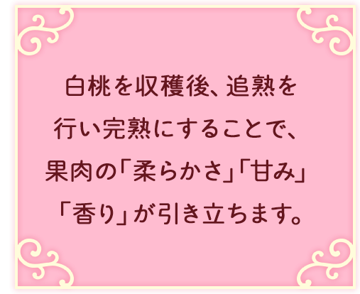 白桃を収穫後、追熟を行い完熟にすることで、果肉の「柔らかさ」「甘み」「香り」が引き立ちます。