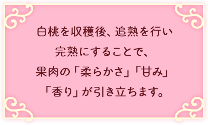 白桃を収穫後、追熟を行い完熟にすることで、果肉の「柔らかさ」「甘み」「香り」が引き立ちます。