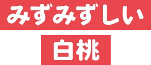 みずみずしい白桃