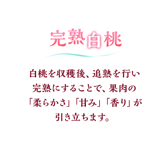 完熟白桃 白桃を収穫後、追熟を行い完熟にすることで、果肉の「柔らかさ」「甘み」「香り」が引き立ちます。