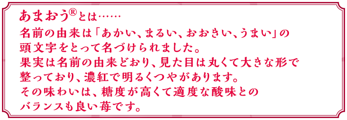 あまおう®とは……　名前の由来は「あかい、まるい、おおきい、うまい」の頭文字をとって名づけられました。果実は名前の由来どおり、見た目は丸くて大きな形で整っており、濃紅で明るくつやがあります。その味わいは、糖度が高くて適度な酸味とのバランスも良い苺です。