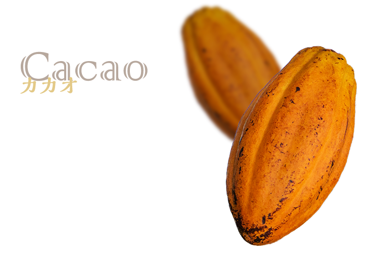 カカオ　苦みと酸味のあるカカオから重厚なコクのあるカカオに変更。リッチな味わいです。