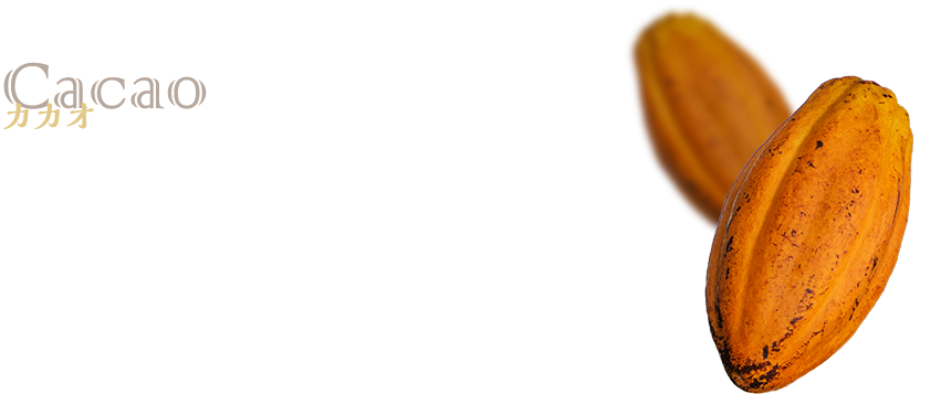 カカオ　苦みと酸味のあるカカオから重厚なコクのあるカカオに変更。リッチな味わいです。