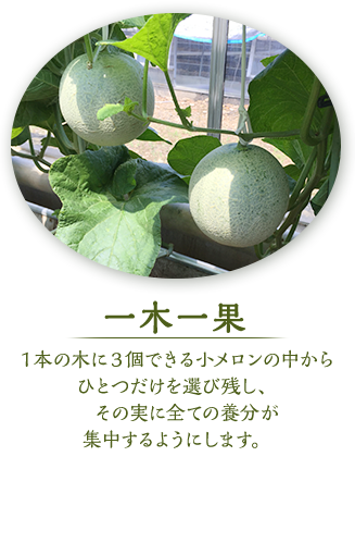 一木一果　１本の木に３個できる小メロンの中からひとつだけを選び残し、その実に全ての養分が集中するようにします。