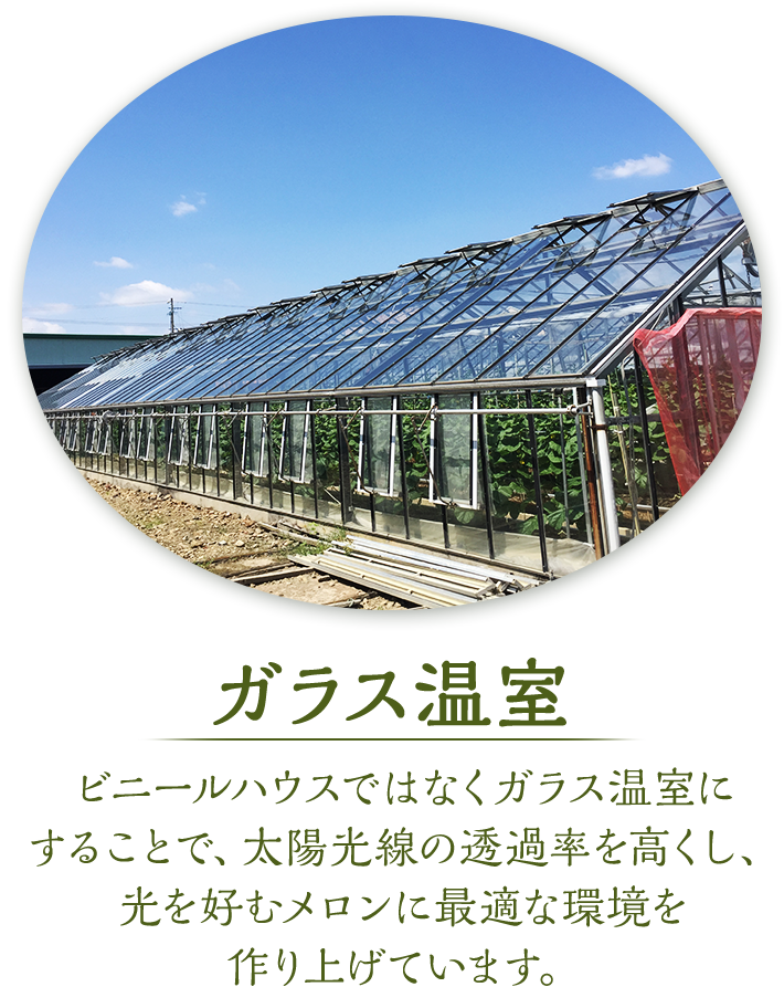 ガラス温室　ビニールハウスではなくガラス温室にすることで、太陽光線の透過率を高くし、光を好むメロンに最適な環境を作り上げています。