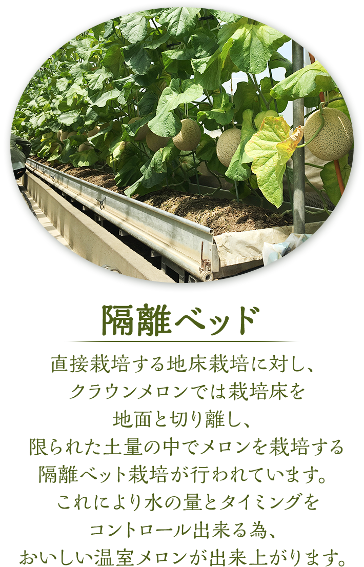 隔離ベッド　直接栽培する地床栽培に対し、クラウンメロンでは栽培床を地面と切り離し、限られた土量の中でメロンを栽培する隔離ベット栽培が行われています。これにより水の量とタイミングをコントロール出来る為、おいしい温室メロンが出来上がります。