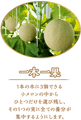 一木一果 1本の木に3個できる小メロンの中からひとつだけを選び残し、その1つの実に全ての養分が集中するようにします。