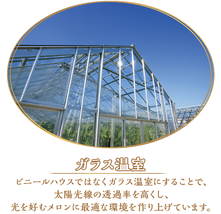 ガラス温室 ビニールハウスではなくガラス温室にすることで、太陽光線の透過率を高くし、光を好むメロンに最適な環境を作り上げています。