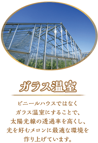 ガラス温室 ビニールハウスではなくガラス温室にすることで、太陽光線の透過率を高くし、光を好むメロンに最適な環境を作り上げています。