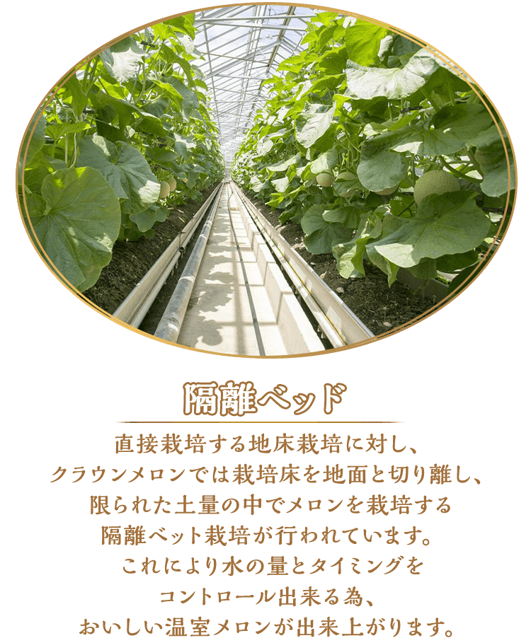 隔離ベッド 直接栽培する地床栽培に対し、クラウンメロンでは栽培床を地面と切り離し、限られた土量の中でメロンを栽培する隔離ベット栽培が行われています。これにより水の量とタイミングをコントロール出来る為、おいしい温室メロンが出来上がります。