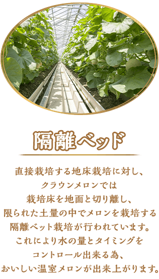 隔離ベッド 直接栽培する地床栽培に対し、クラウンメロンでは栽培床を地面と切り離し、限られた土量の中でメロンを栽培する隔離ベット栽培が行われています。これにより水の量とタイミングをコントロール出来る為、おいしい温室メロンが出来上がります。