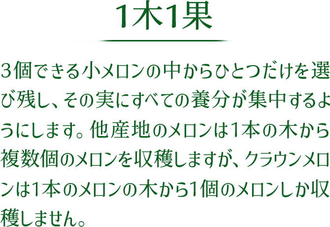 1木1果 3個できる小メロンの中からひとつだけを選び残し、その実にすべての養分が集中するようにします。他産地のメロンは1本の木から複数個のメロンを収穫しますが、クラウンメロンは1本のメロンの木から1個のメロンしか収穫しません。