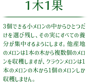 1木1果 3個できる小メロンの中からひとつだけを選び残し、その実にすべての養分が集中するようにします。他産地のメロンは1本の木から複数個のメロンを収穫しますが、クラウンメロンは1本のメロンの木から1個のメロンしか収穫しません。