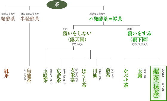 お茶の系統図
