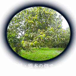1.茨城・熊本の畑で栽培された和栗を使用