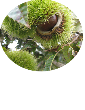 1 茨城・熊本の畑で栽培された和栗を使用